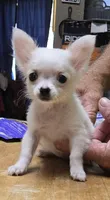 Carina (ON HOLD) , a female Chihuahua for sale in Greenwood, AR – Photo 2 of 9