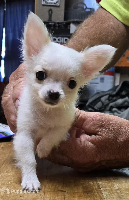 Carina – Chihuahua puppy for sale in Greenwood, AR