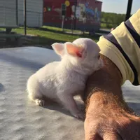Carina, a female Chihuahua for sale in Greenwood, AR – Photo 3 of 6