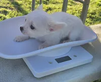 Carina (ON HOLD) , a female Chihuahua for sale in Greenwood, AR – Photo 9 of 9