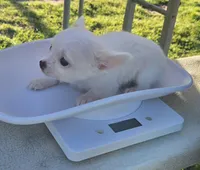 Carina (ON HOLD) , a female Chihuahua for sale in Greenwood, AR – Photo 8 of 9