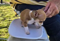 Carmelo, a male Chihuahua for sale in Greenwood, AR – Photo 2 of 4