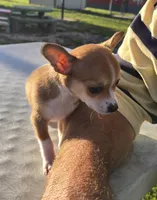 Carmelo, a male Chihuahua for sale in Greenwood, AR – Photo 1 of 4