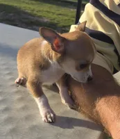 Carmelo, a male Chihuahua for sale in Greenwood, AR – Photo 4 of 4