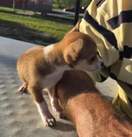 Carmelo, a male Chihuahua for sale in Greenwood, AR – Photo 3 of 4