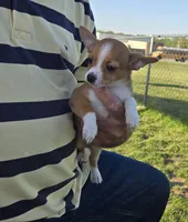 Carmen, a female Chihuahua for sale in Greenwood, AR – Photo 2 of 3