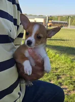 Carmen, a female Chihuahua for sale in Greenwood, AR – Photo 3 of 3