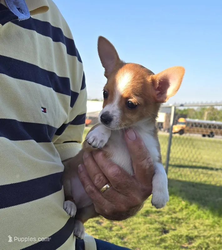 Carmen – Chihuahua puppy for sale in Greenwood, AR