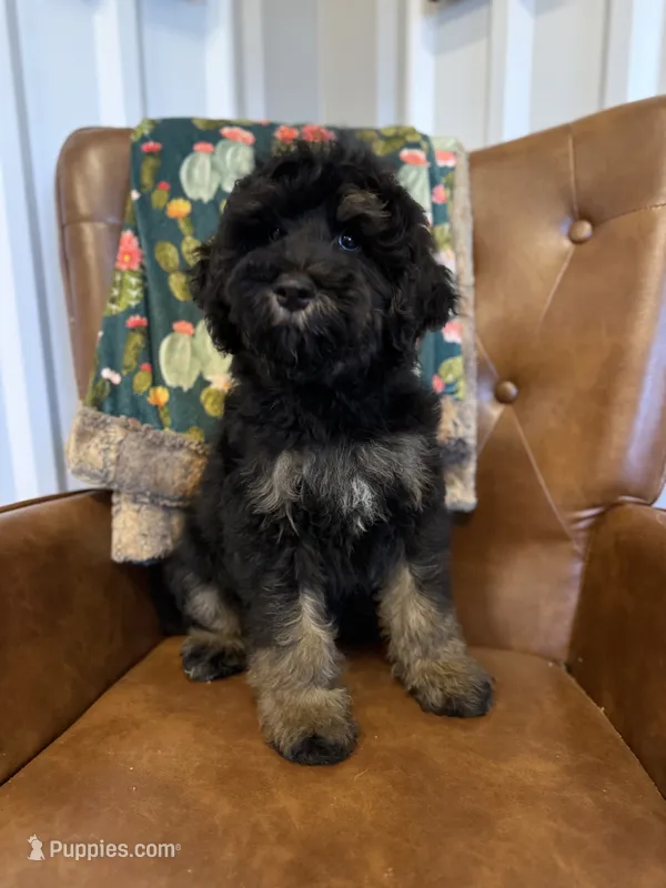 Waffles – Miniature Bernedoodle puppy for sale in Aubrey, TX
