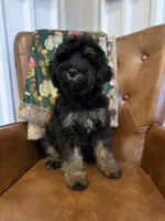 Waffles, a male Miniature Bernedoodle for sale in Aubrey, TX – 1 of 4