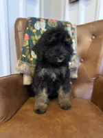 Waffles, a male Miniature Bernedoodle for sale in Aubrey, TX – 2 of 4