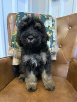Waffles, a male Miniature Bernedoodle for sale in Aubrey, TX – 4 of 4