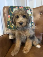 Macy, a female Miniature Bernedoodle for sale in Aubrey, TX – 4 of 5
