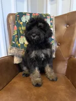 Waffles, a male Miniature Bernedoodle for sale in Aubrey, TX – 3 of 4