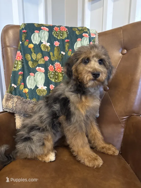 Macy – Miniature Bernedoodle puppy for sale in Aubrey, TX