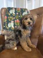 Macy, a female Miniature Bernedoodle for sale in Aubrey, TX – 1 of 5