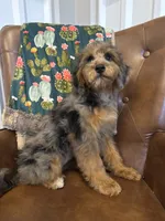Macy, a female Miniature Bernedoodle for sale in Aubrey, TX – 2 of 5