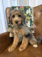 Macy, a female Miniature Bernedoodle for sale in Aubrey, TX – 5 of 5