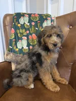Macy, a female Miniature Bernedoodle for sale in Aubrey, TX – 3 of 5