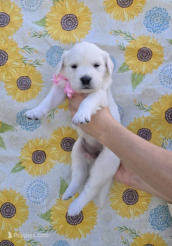 Bunny – English Cream Golden Retriever puppy for sale in Webberville, MI