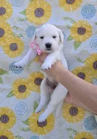 Bunny, a female English Cream Golden Retriever for sale in Webberville, MI – 1 of 8