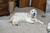 Cybil, a female English Cream Golden Retriever for sale in Webberville, MI – 4 of 5