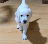 Bunny, a female English Cream Golden Retriever for sale in Webberville, MI – 3 of 8