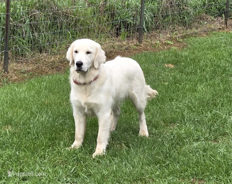 AKC Willow Downs – English Cream Golden Retriever puppy for sale in Webberville, MI