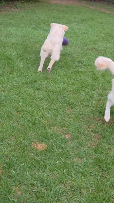 AKC Willow Downs, a female English Cream Golden Retriever for sale in Webberville, MI – 4 of 6
