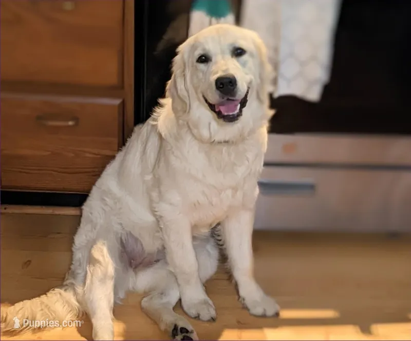 Cybil – English Cream Golden Retriever puppy for sale in Webberville, MI