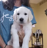 Bunny, a female English Cream Golden Retriever for sale in Webberville, MI – 5 of 8