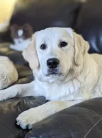 Cybil, a female English Cream Golden Retriever for sale in Webberville, MI – 5 of 5