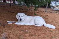 Bunny, a female English Cream Golden Retriever for sale in Webberville, MI – 9 of 9