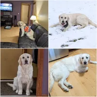 Cybil, a female English Cream Golden Retriever for sale in Webberville, MI – 3 of 5