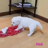 Bunny, a female English Cream Golden Retriever for sale in Webberville, MI – 2 of 8