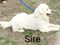 AKC Willow Downs, a female English Cream Golden Retriever for sale in Webberville, MI – 5 of 6