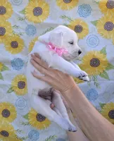 Bunny, a female English Cream Golden Retriever for sale in Webberville, MI – 6 of 8