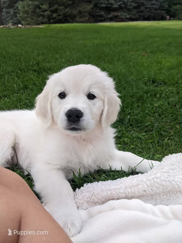 Bunny – English Cream Golden Retriever puppy for sale in Webberville, MI