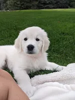 Bunny, a female English Cream Golden Retriever for sale in Webberville, MI – 1 of 9