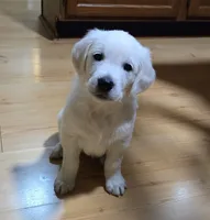 Bunny, a female English Cream Golden Retriever for sale in Webberville, MI – 4 of 8