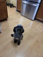 LuLu, a female Cavapoo for sale in Webberville, MI – Photo 4 of 4