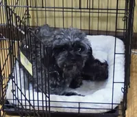 LuLu, a female Cavapoo for sale in Webberville, MI – Photo 2 of 4