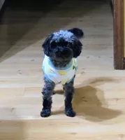 LuLu Lemon, a female Cavapoo for sale in Webberville, MI – Photo 1 of 6