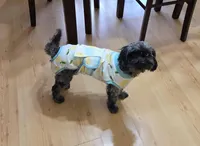 LuLu Lemon, a female Cavapoo for sale in Webberville, MI – Photo 6 of 6