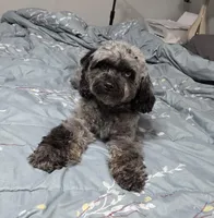 LuLu, a female Cavapoo for sale in Webberville, MI – Photo 3 of 4