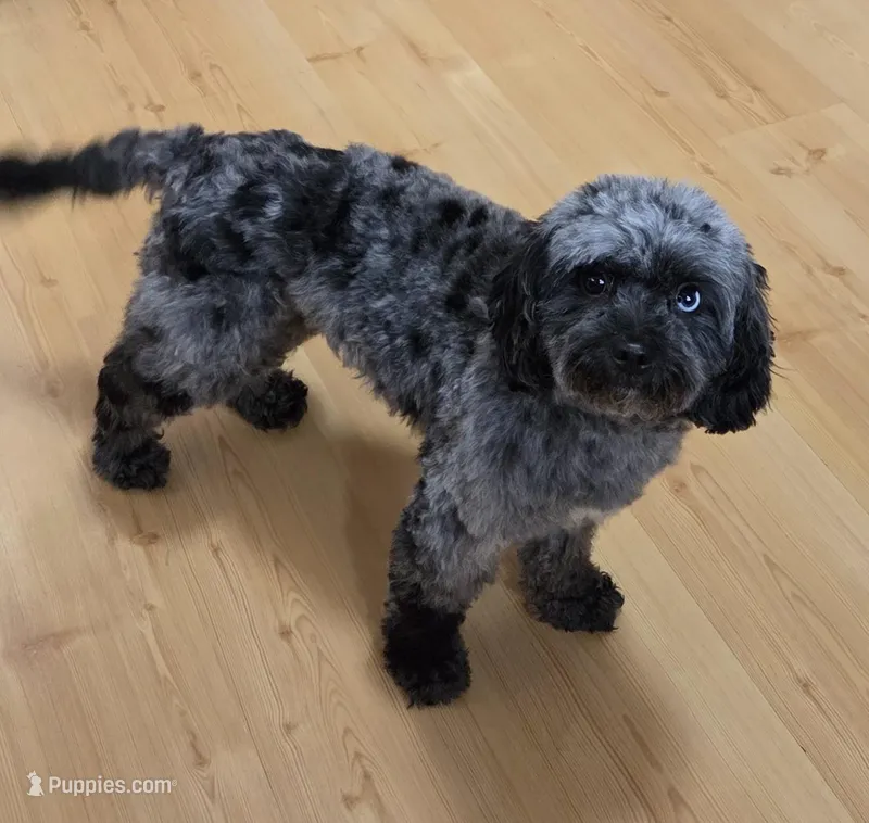 LuLu, a female Cavapoo for sale in Webberville, MI – Photo 1 of 4