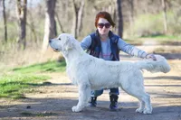 Bunny, a female English Cream Golden Retriever for sale in Webberville, MI – 7 of 8