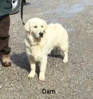 AKC Willow Downs, a female English Cream Golden Retriever for sale in Webberville, MI – 3 of 6