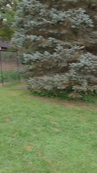 AKC Willow Downs, a female English Cream Golden Retriever for sale in Webberville, MI – 6 of 6