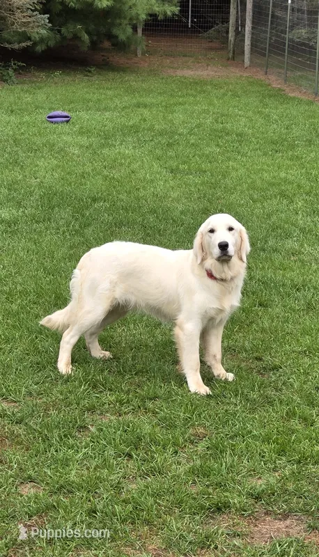 AKC Willow Downs – English Cream Golden Retriever puppy for sale in Webberville, MI
